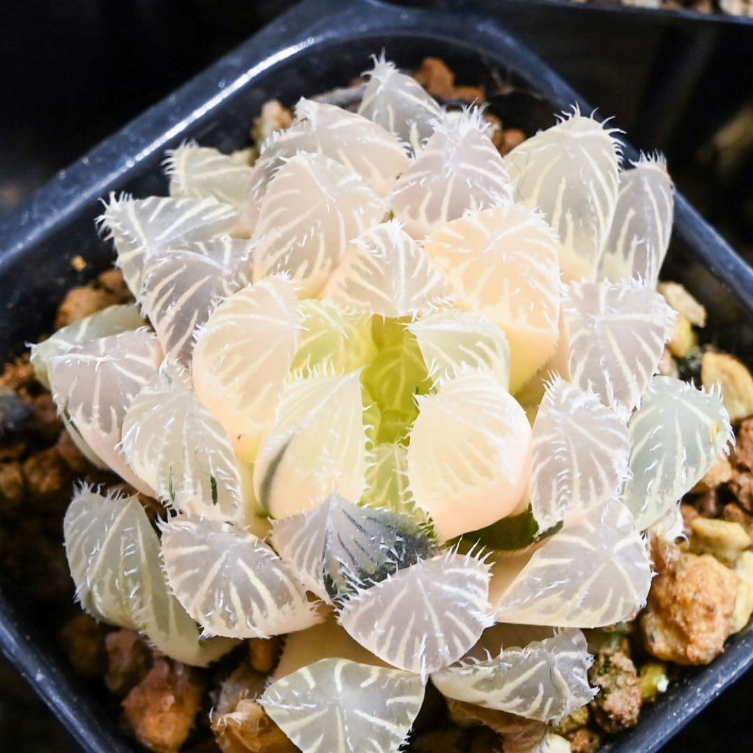 ち*わ様 ハオルチア 秋祭り錦 極上斑