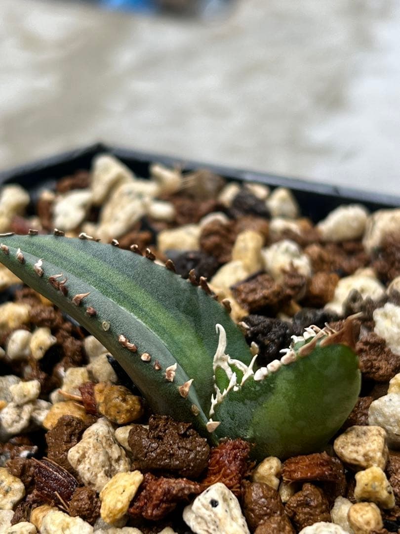 アガベチタノタ　狼人黄中斑　子株