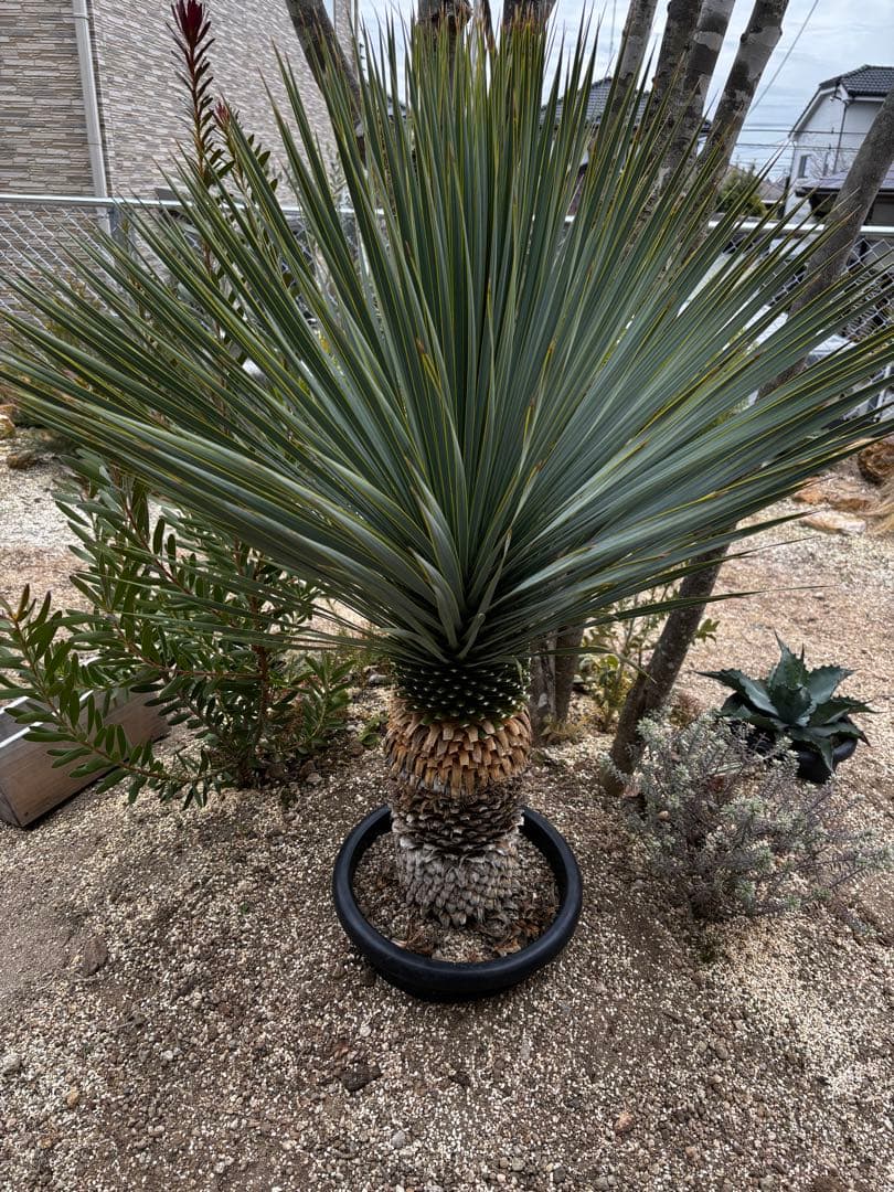 いぬ　太株　ユッカロストラータ　ブルーサンダー　タグ付き