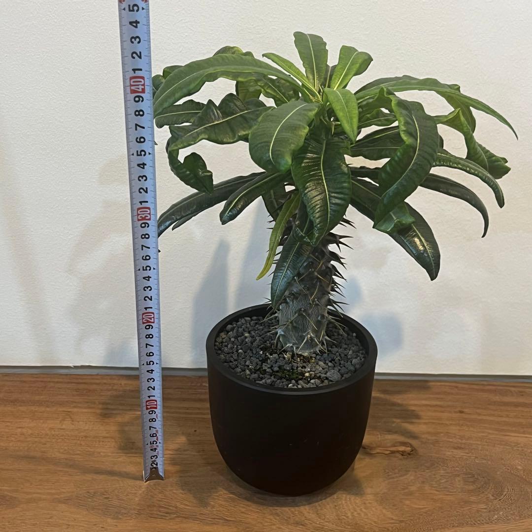 【美株】パキポディウム アンボンゲンセ 国内実生 塊根植物 サボテン