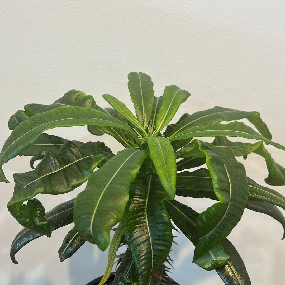 【美株】パキポディウム アンボンゲンセ 国内実生 塊根植物 サボテン