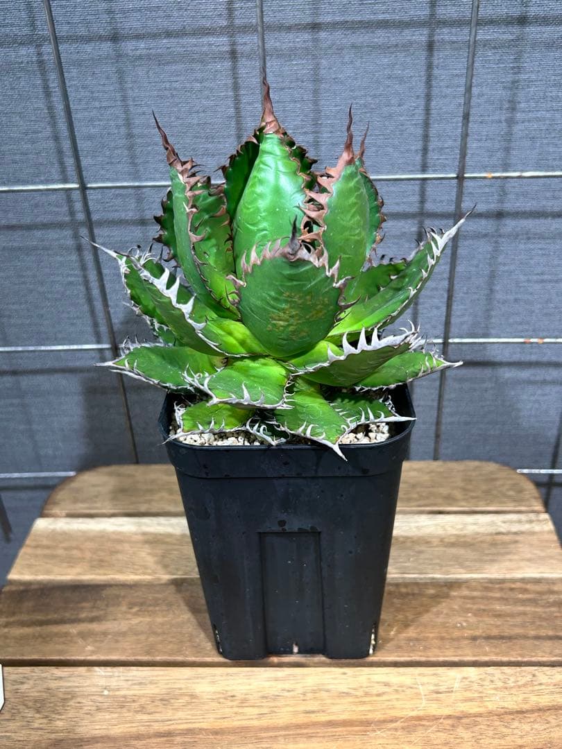 Agave horrida Kagerou【57】