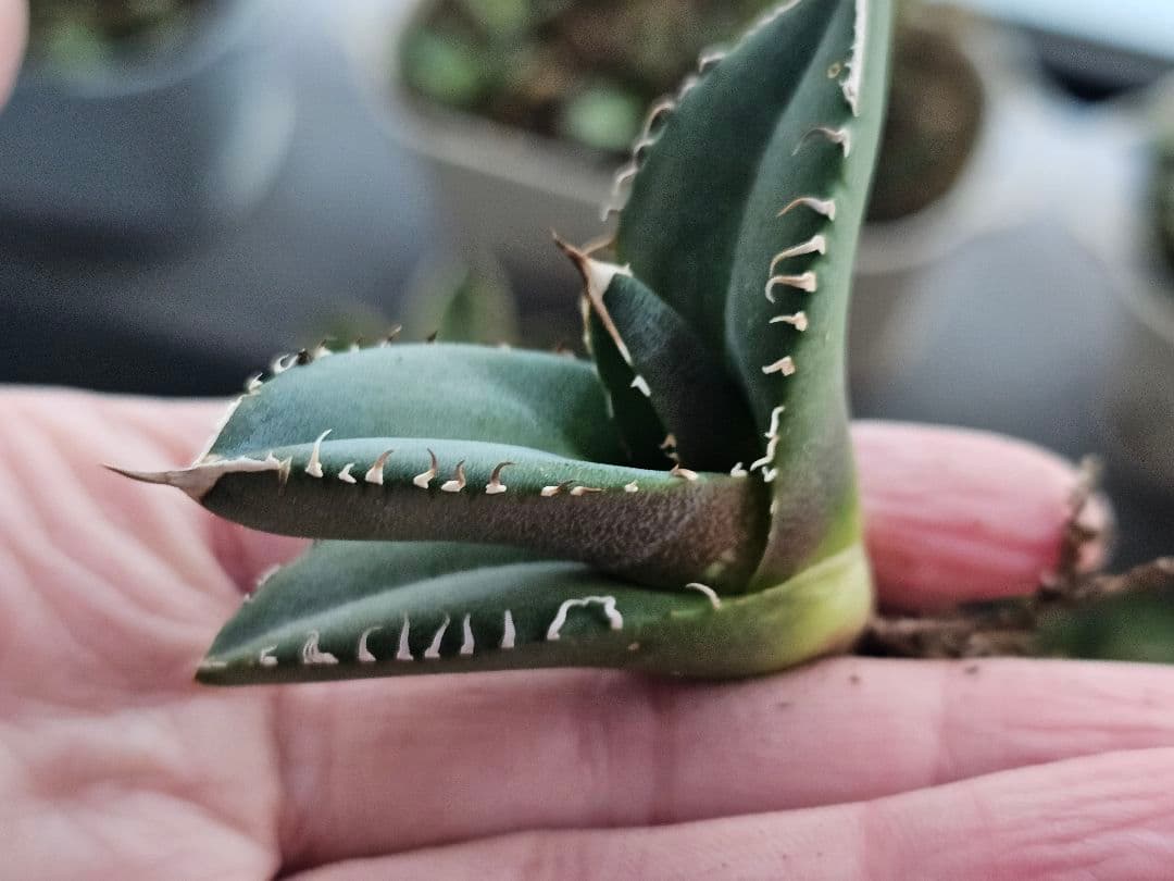 サービス品 激レア 高級品種 妖狐 台湾産正規品 根っこあり 特選