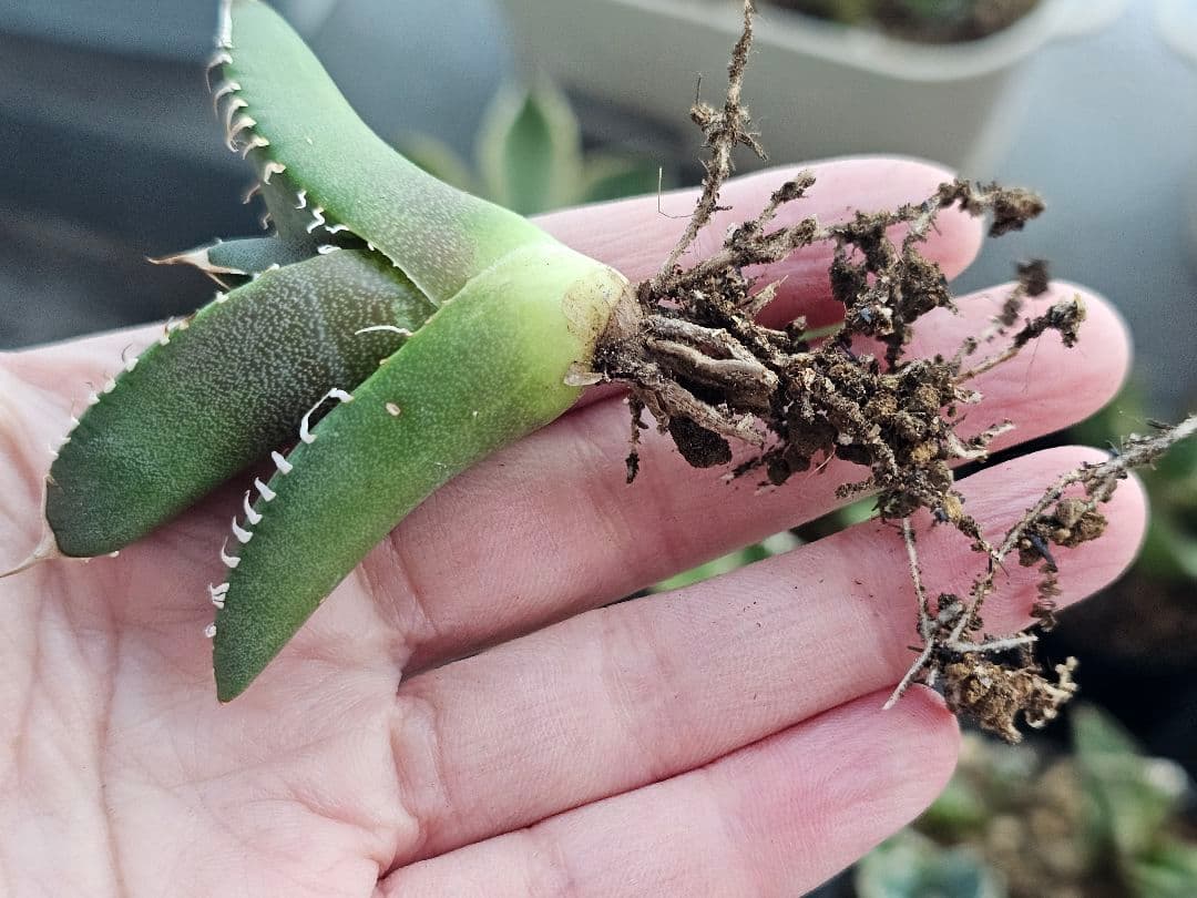 サービス品 激レア 高級品種 妖狐 台湾産正規品 根っこあり 特選