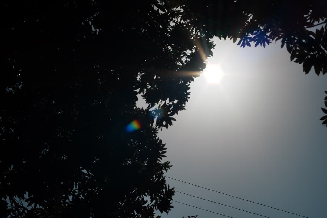 【極美品】Carl Zeiss Planar 50mm F1.4 AEJ 466