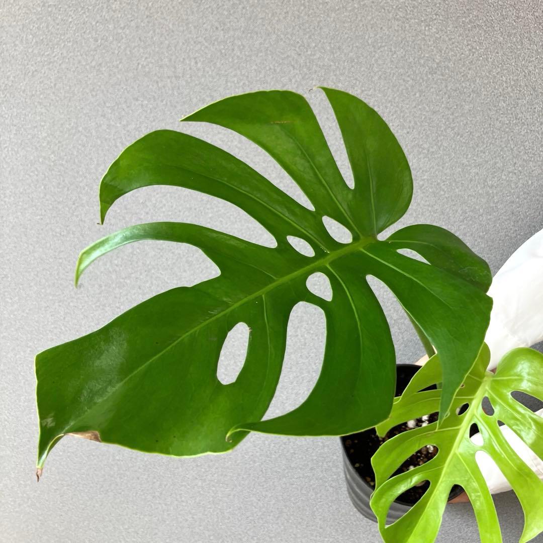 超絶希少❗️モンステラ　デリシオーサ　スケルトン✨