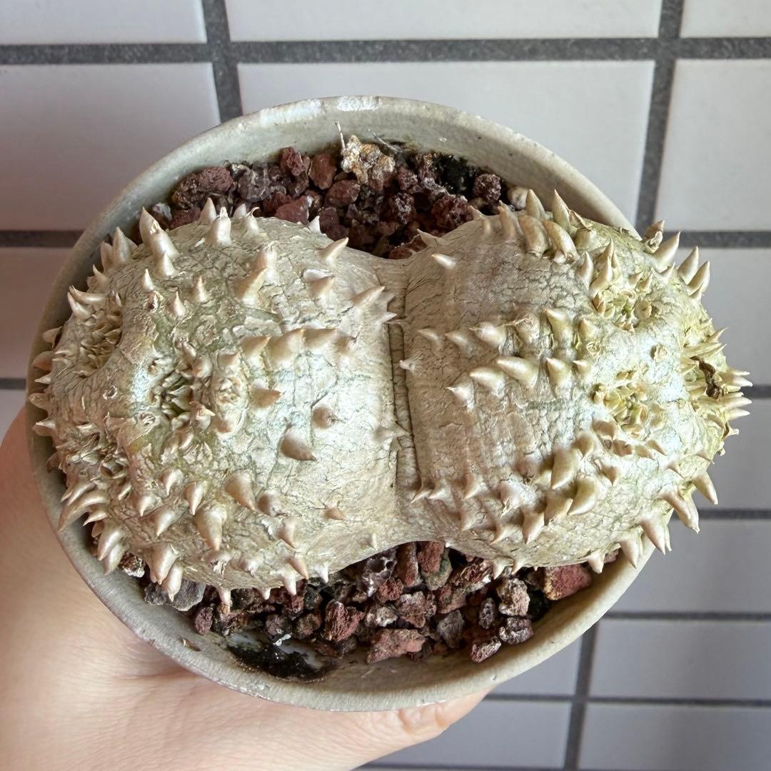 g*9様 【鉢付き】 パキポディウム ブレビカウレ 実生 ダブルヘッド 恵比寿笑