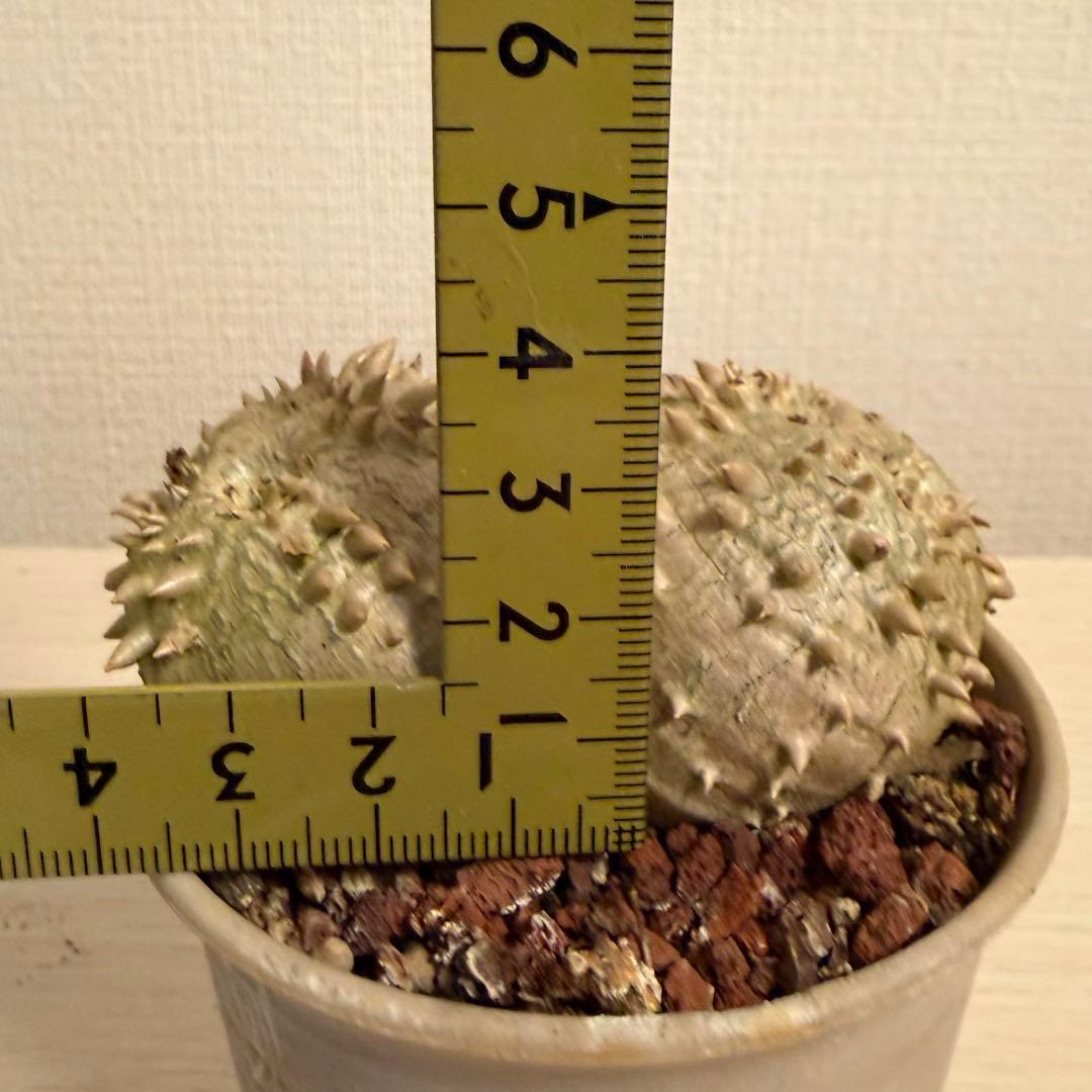 g*9様 【鉢付き】 パキポディウム ブレビカウレ 実生 ダブルヘッド 恵比寿笑