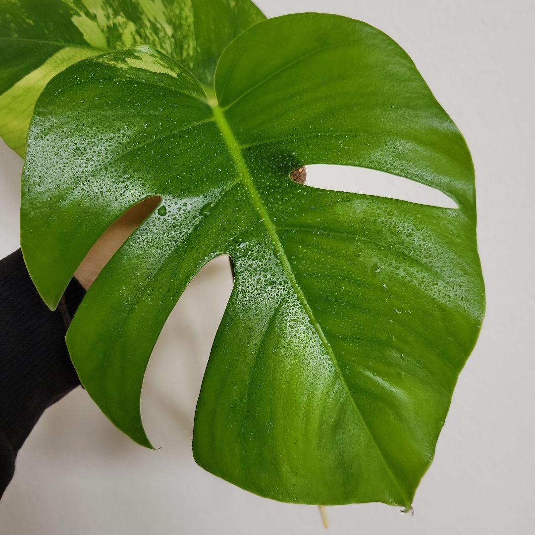 斑入りモンステラ☆お買い得！セブブルーミントトップカット発根済み