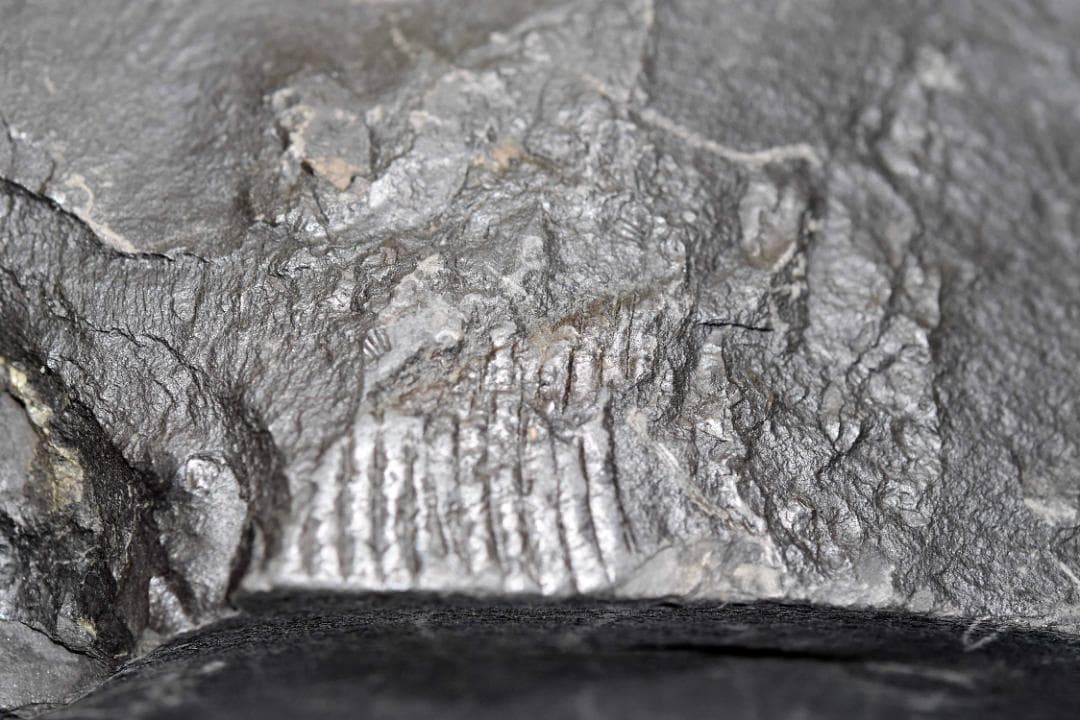 アンモナイトの化石 k3-420(yh)