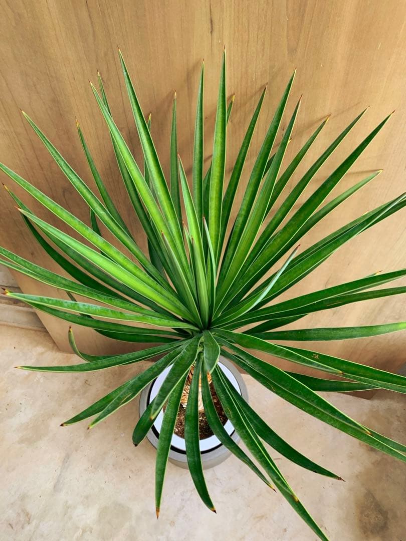 ユッカ・アロイフォリア　うねり　no2