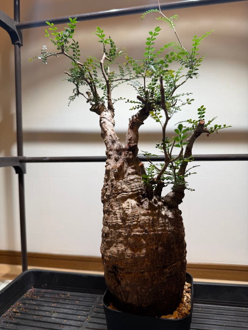 オペルクリアパキプス　現地球　発根済