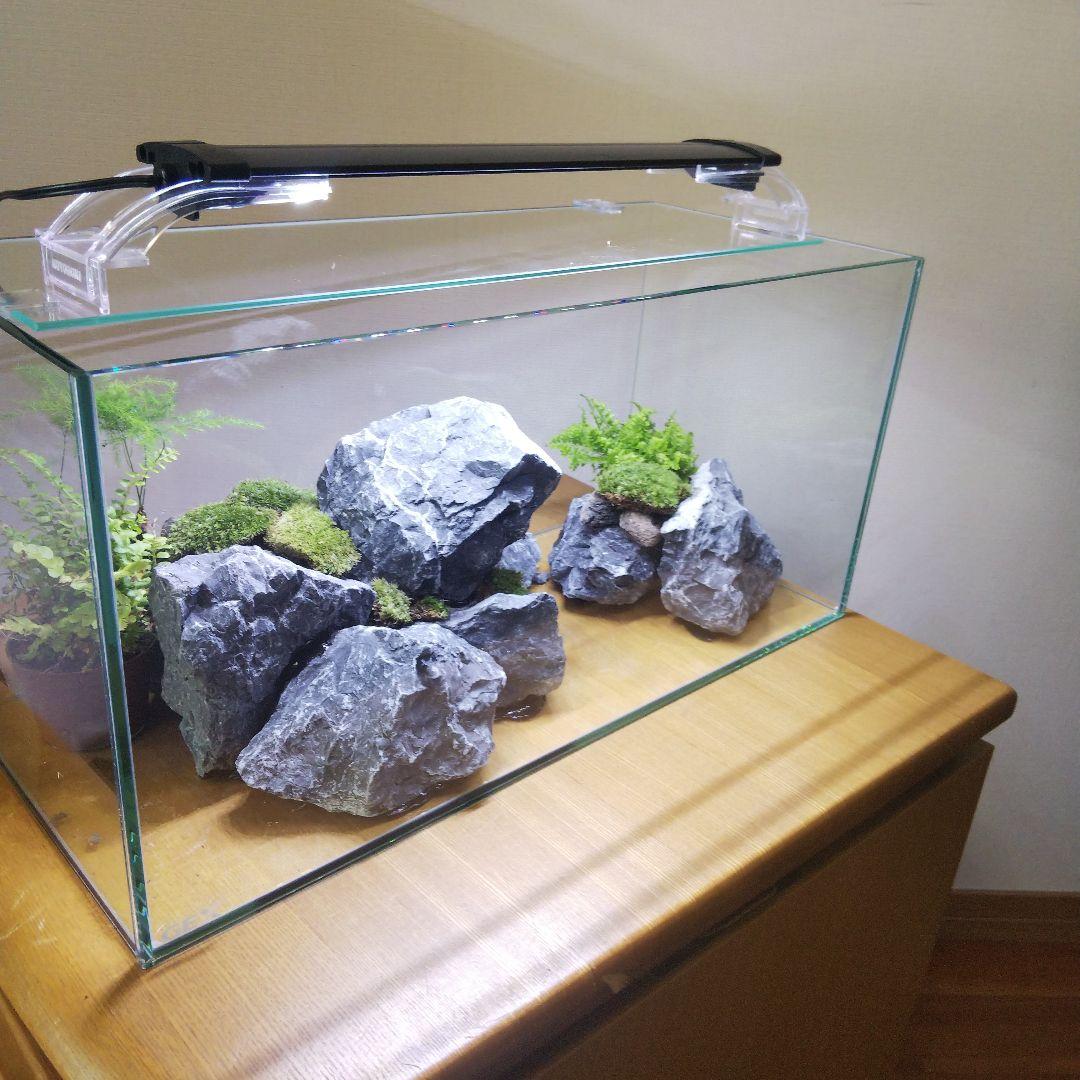 【完成品】アクアテラリウム　イモリウム　苔テラリウム