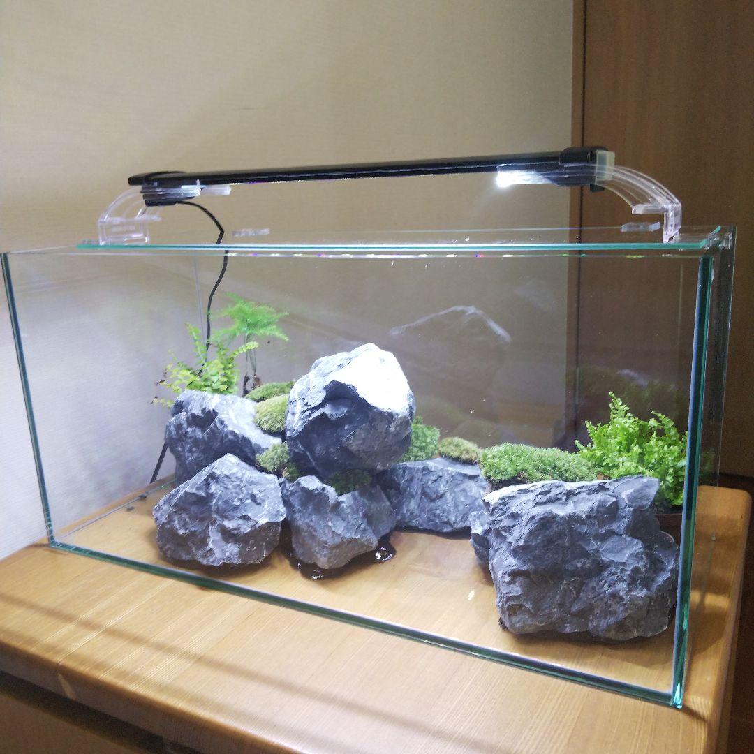 【完成品】アクアテラリウム　イモリウム　苔テラリウム