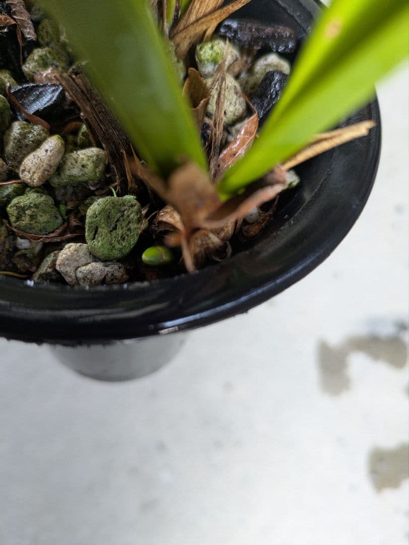 キンリョウヘン　赤花2鉢白花1鉢合計３鉢　日本蜜蜂　誘引