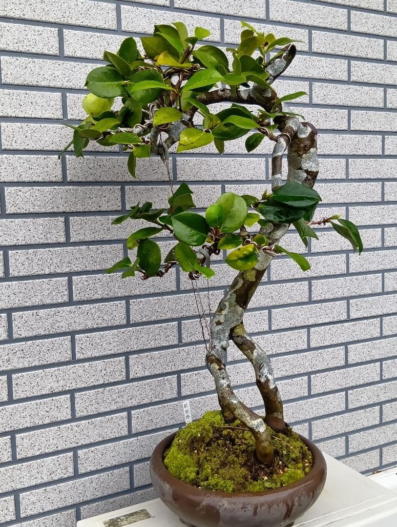 ‼️山木華厳‼️肥後椿盆‼️引き取り限定