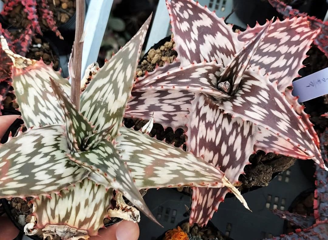 メルカリ便発送☆アロエ スモークモニター(4枚目からが商品画像です)