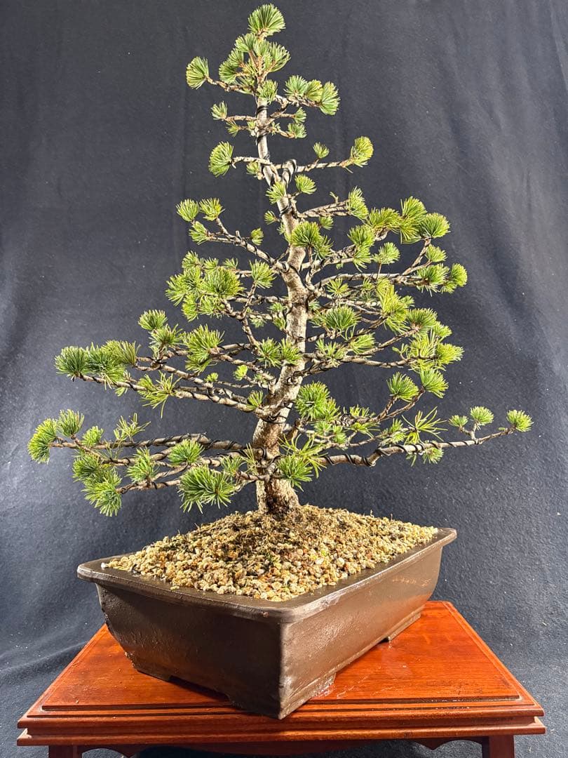 中品盆栽、赤石五葉松、模様木 目立った傷や汚れなし