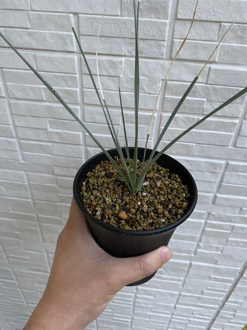 【超希少】 ドラセナオンベット コレクション苗