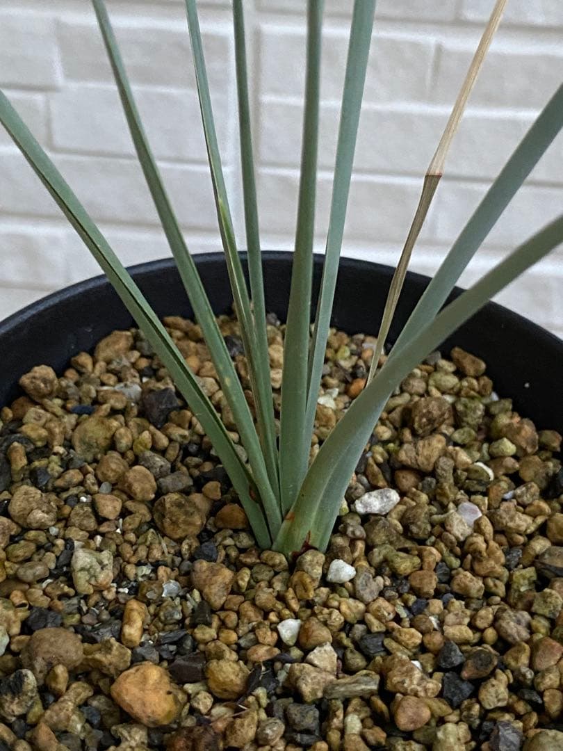 【超希少】 ドラセナオンベット コレクション苗