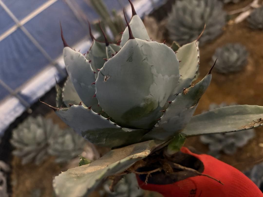 k*e様 【US産/300円スタート】トランカータ　ハンティントン　アガベ　パリ