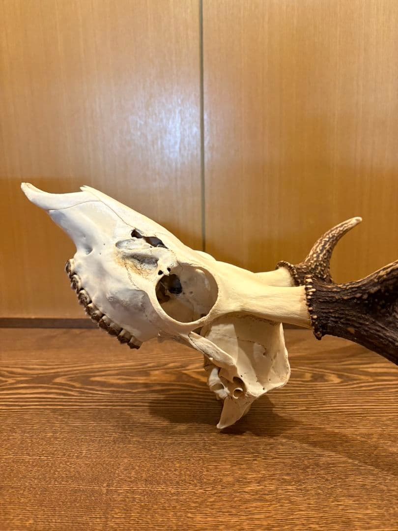 鹿 頭骨