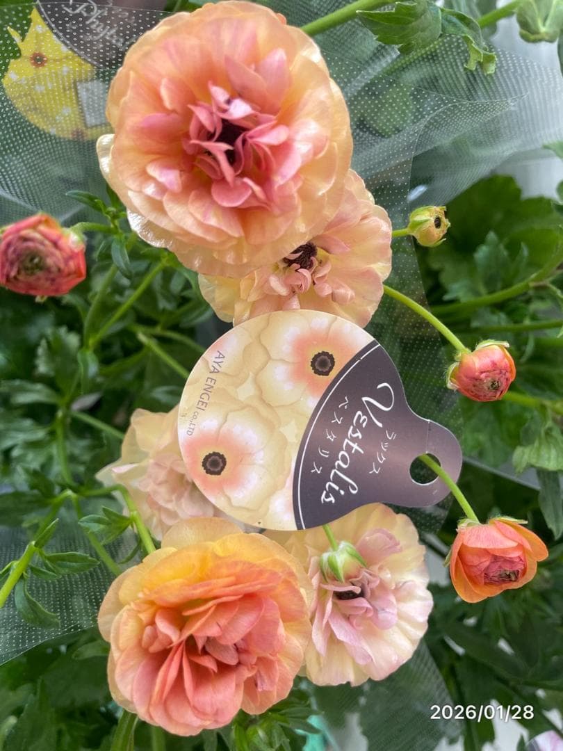 ぱるる　ラナンキュラス　ラックス　全6種類　　5号化粧鉢　　大苗