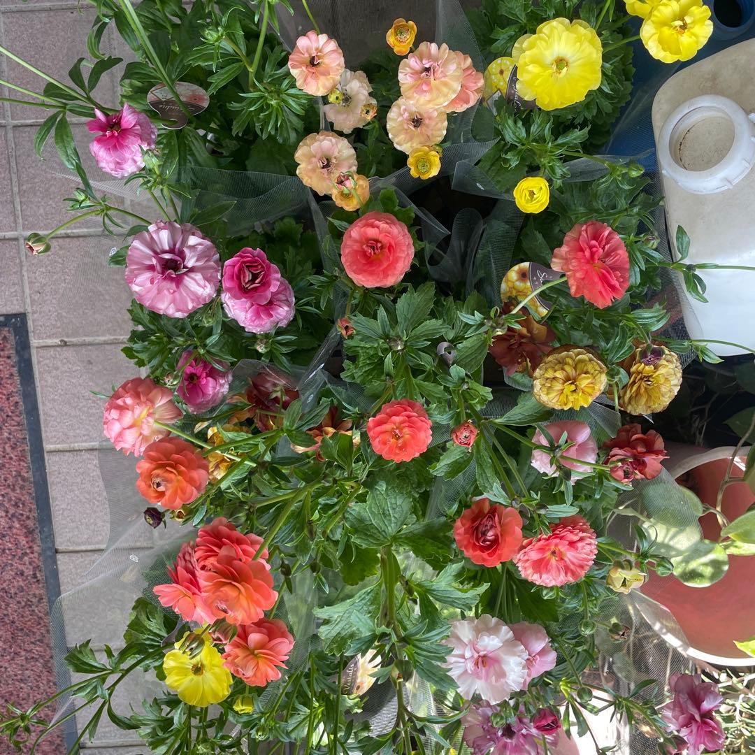 ぱるる　ラナンキュラス　ラックス　全6種類　　5号化粧鉢　　大苗