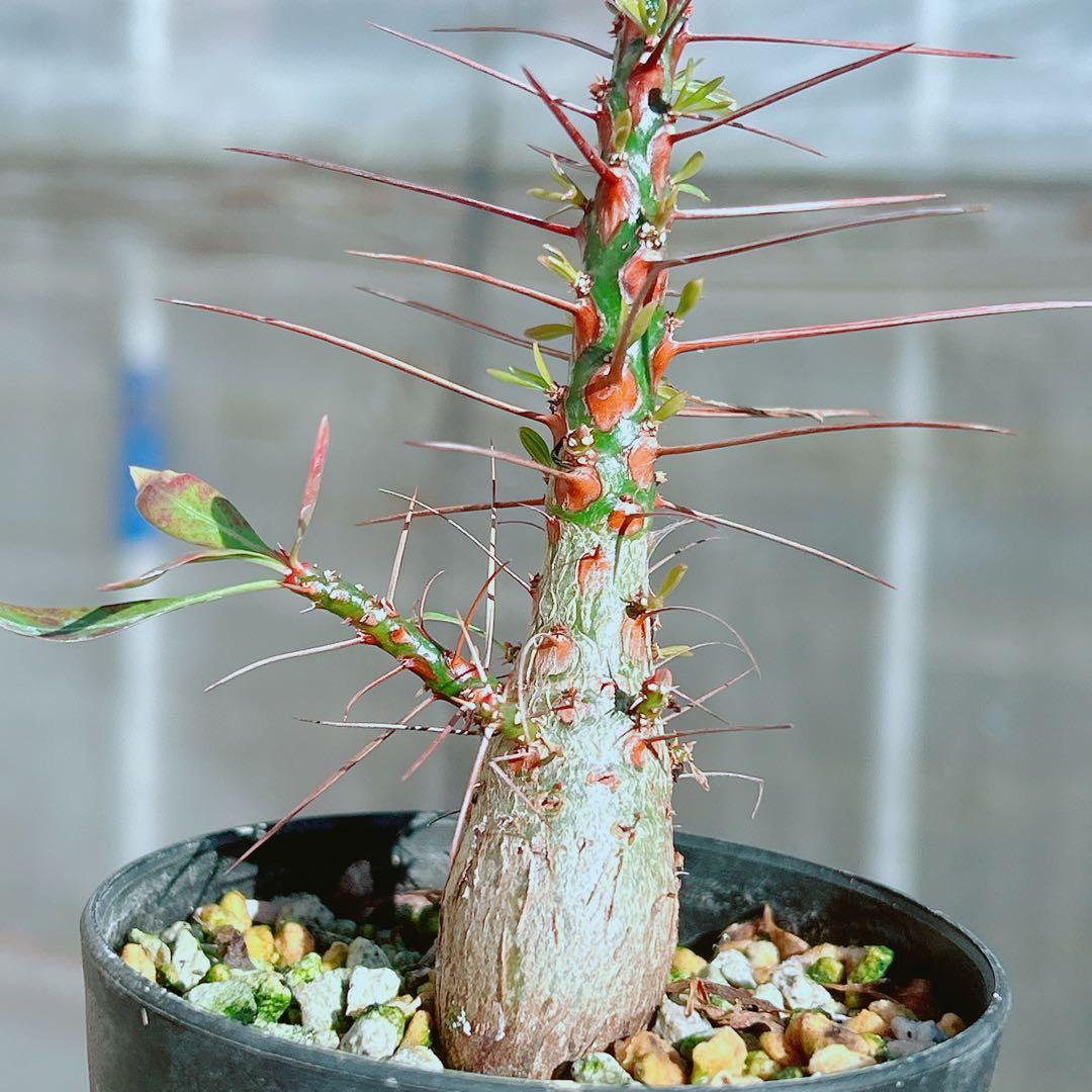 【早い者勝ち★国内実生株！】　フォークイエリア　プルプシー　鉢のまま発送　95