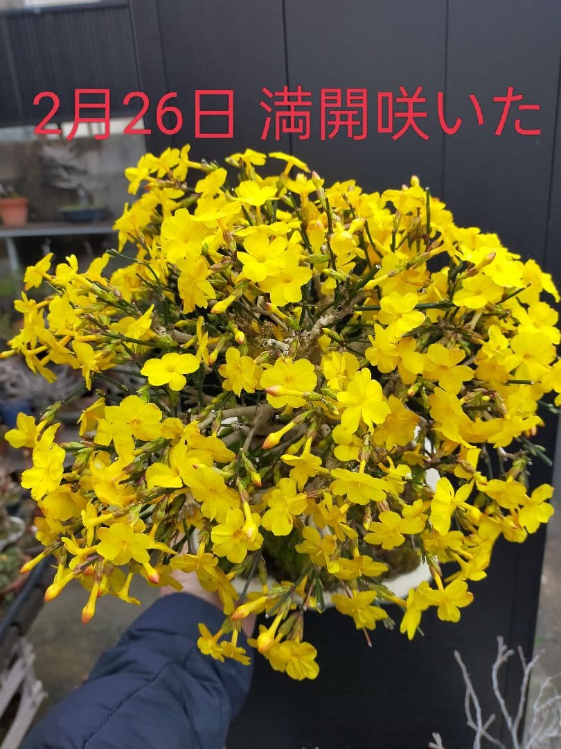 ミニ盆栽。黄梅ミニ盆栽です。