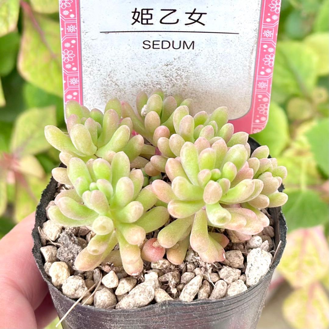 【全8種類@24000】雫ファーム オリジナルセダム (札付き)