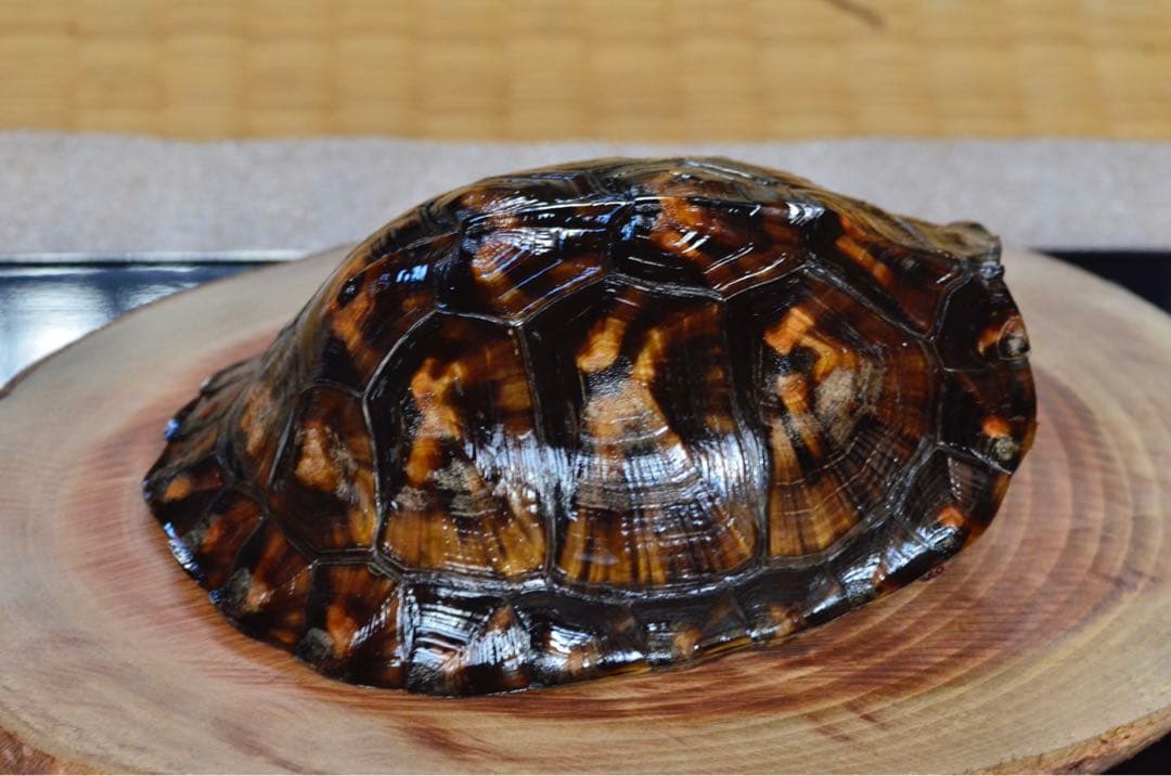 トウブハコガメ骨格標本(甲羅)ブラック系　剥製　爬虫類