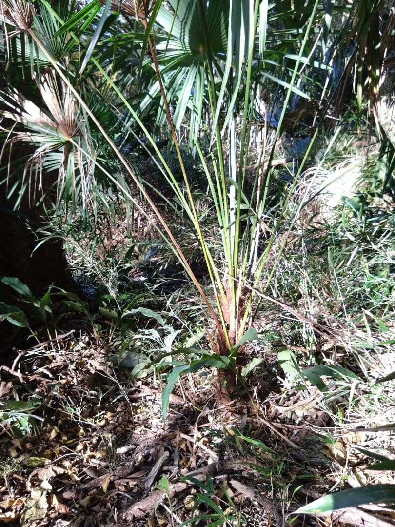 シュロの木、棕櫚の木、1本（選択可能）、庭木、ガーデニング、自己掘り出し