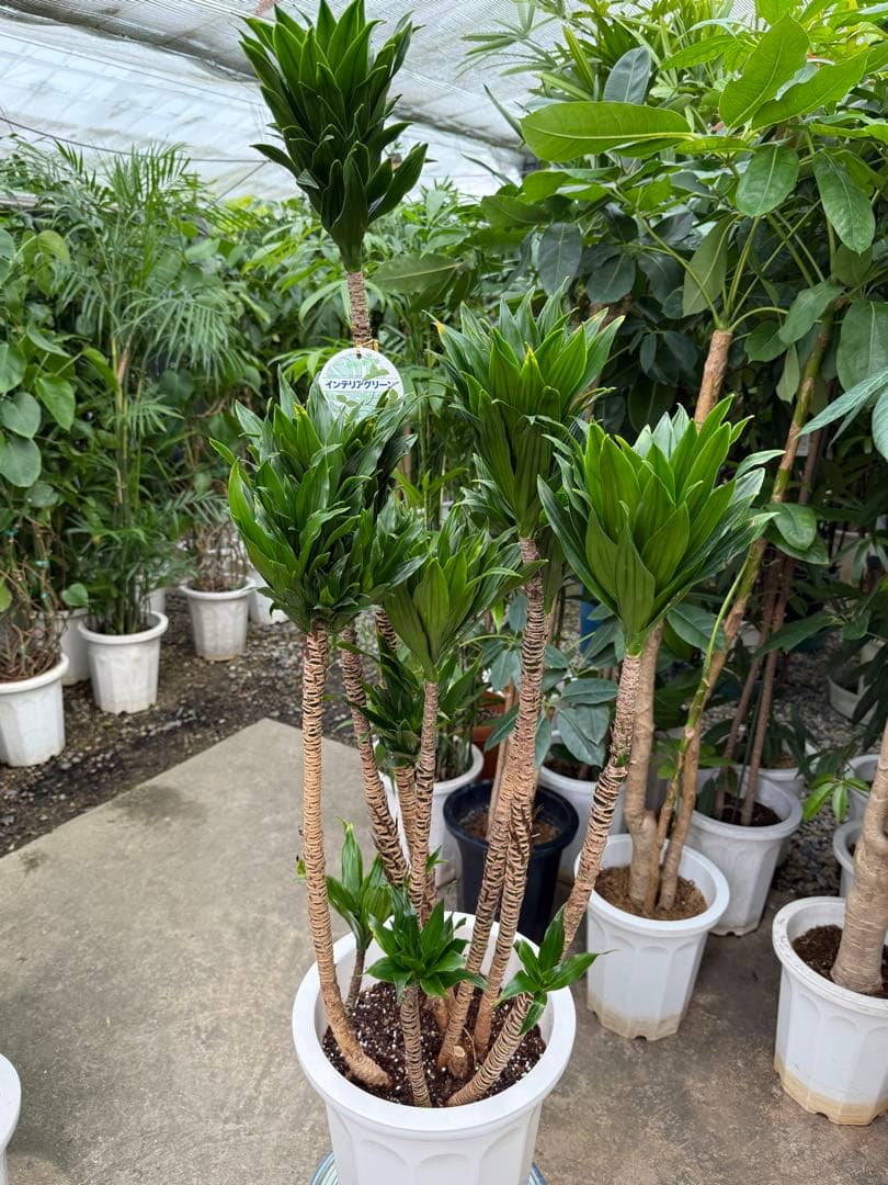 【送料込み】特大！ドラセナ コンパンクタ 10号鉢