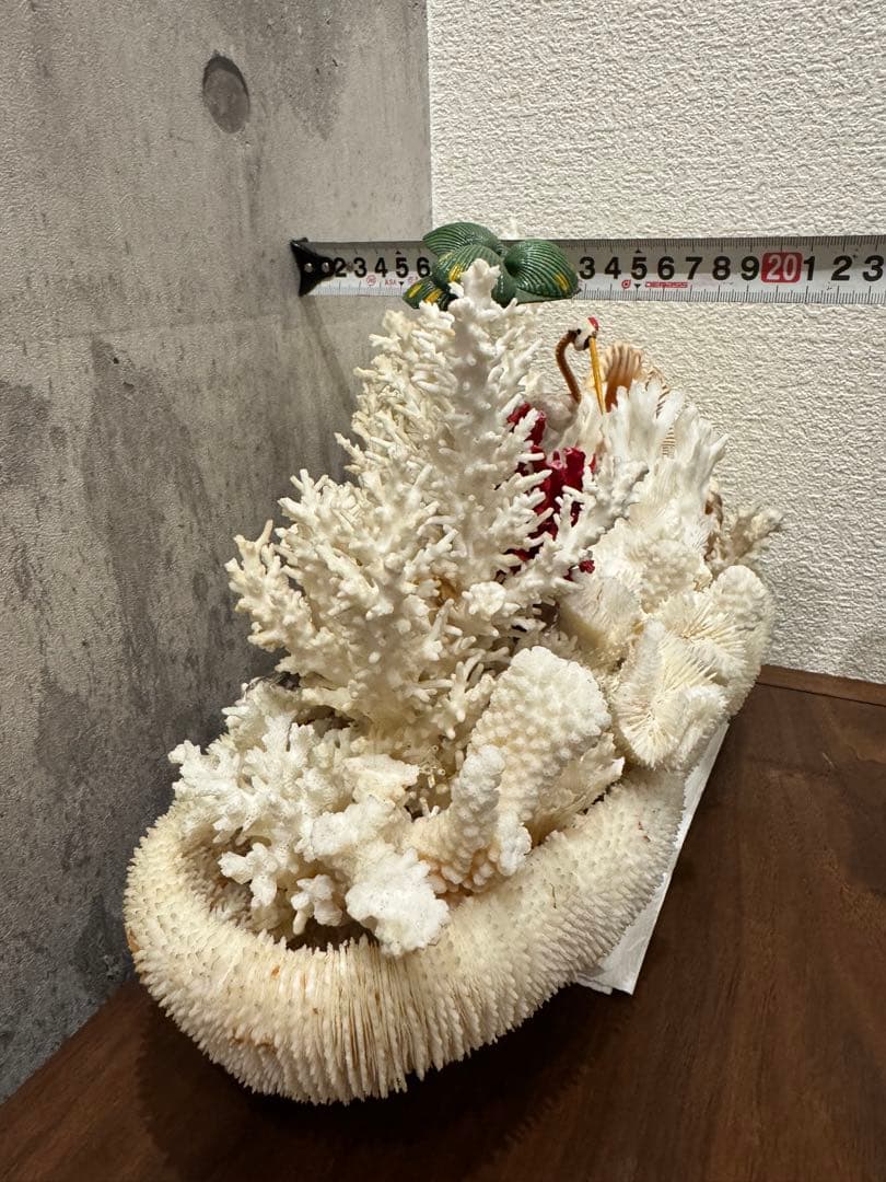 白珊瑚天然　オブジェ　アクアリウム　インテリア　デコレーション サンゴ