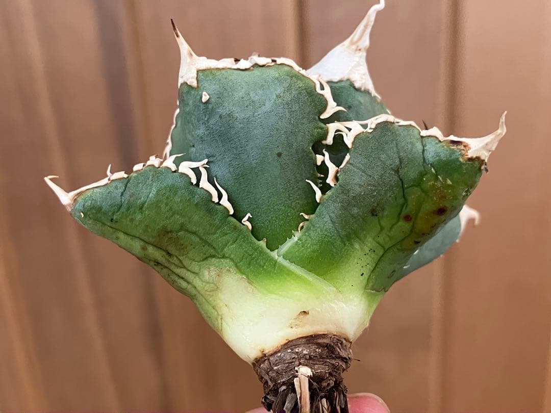 【初売り】57 匿名配送　選抜　太棘　特選　アガベ　チタノタ　白豪刺TC ①