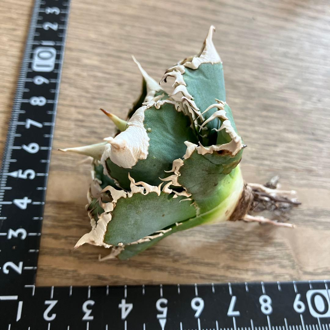 【初売り】57 匿名配送　選抜　太棘　特選　アガベ　チタノタ　白豪刺TC ①