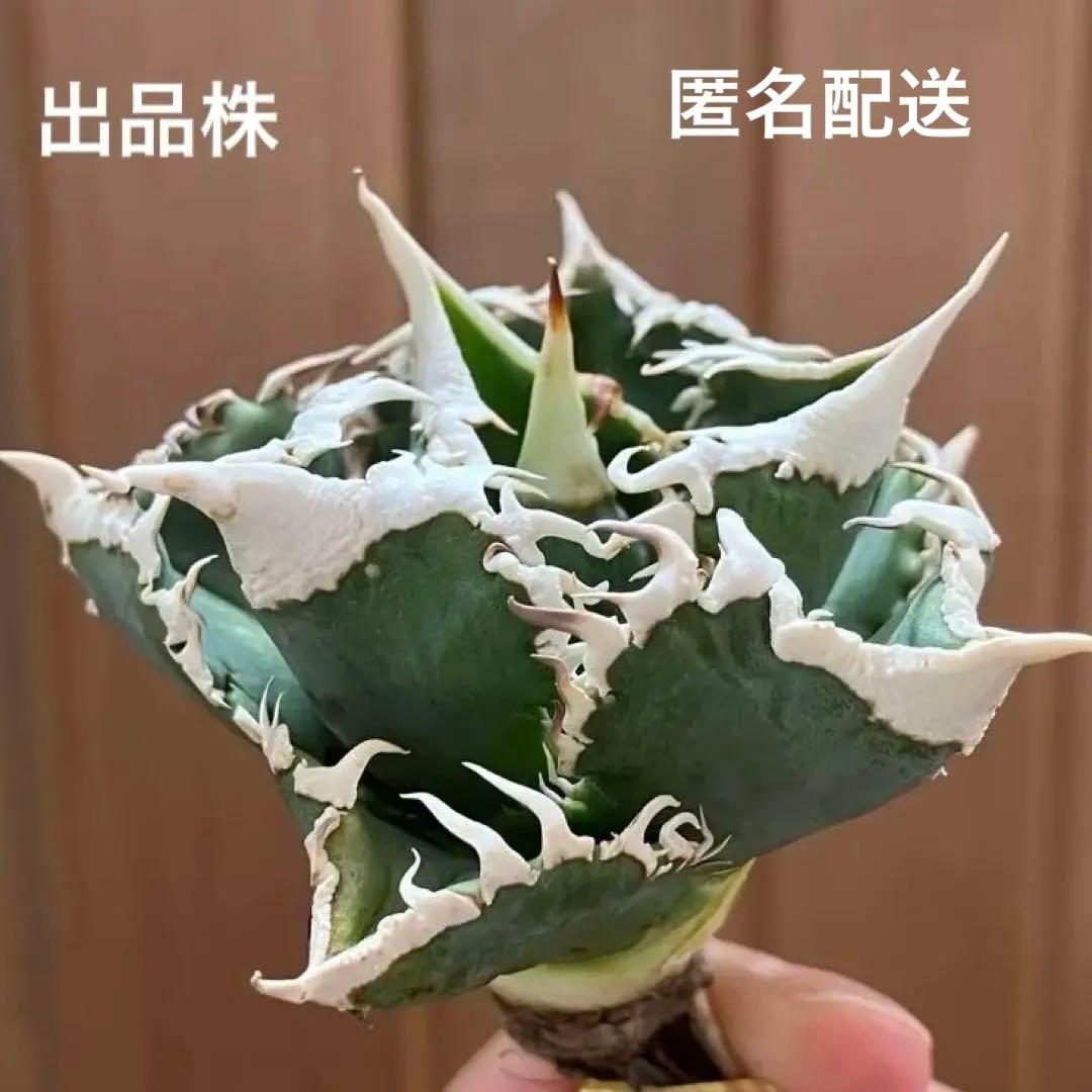【初売り】57 匿名配送　選抜　太棘　特選　アガベ　チタノタ　白豪刺TC ①