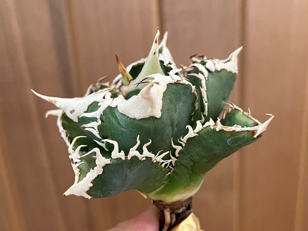 【初売り】57 匿名配送　選抜　太棘　特選　アガベ　チタノタ　白豪刺TC ①