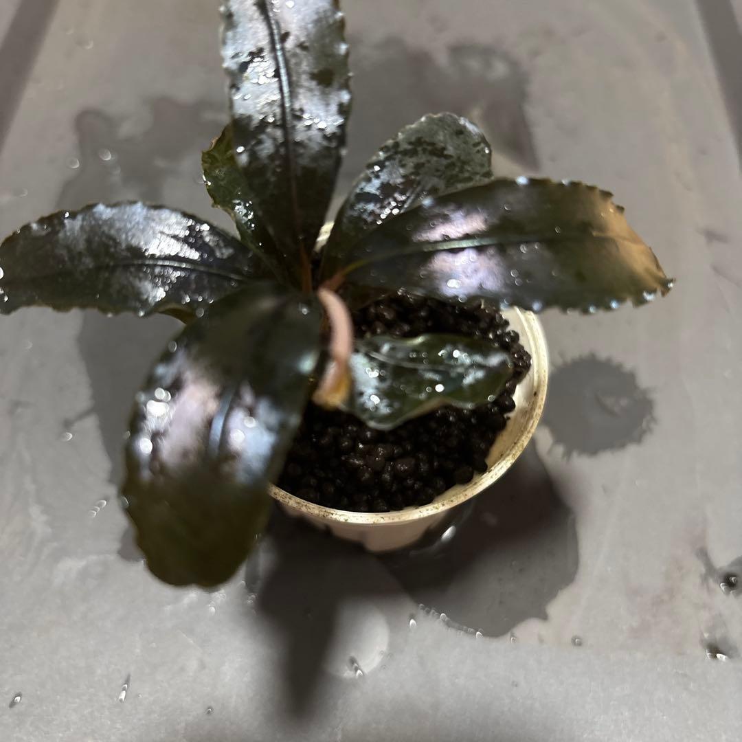 ブセファランドラ spブラックダイアモンド