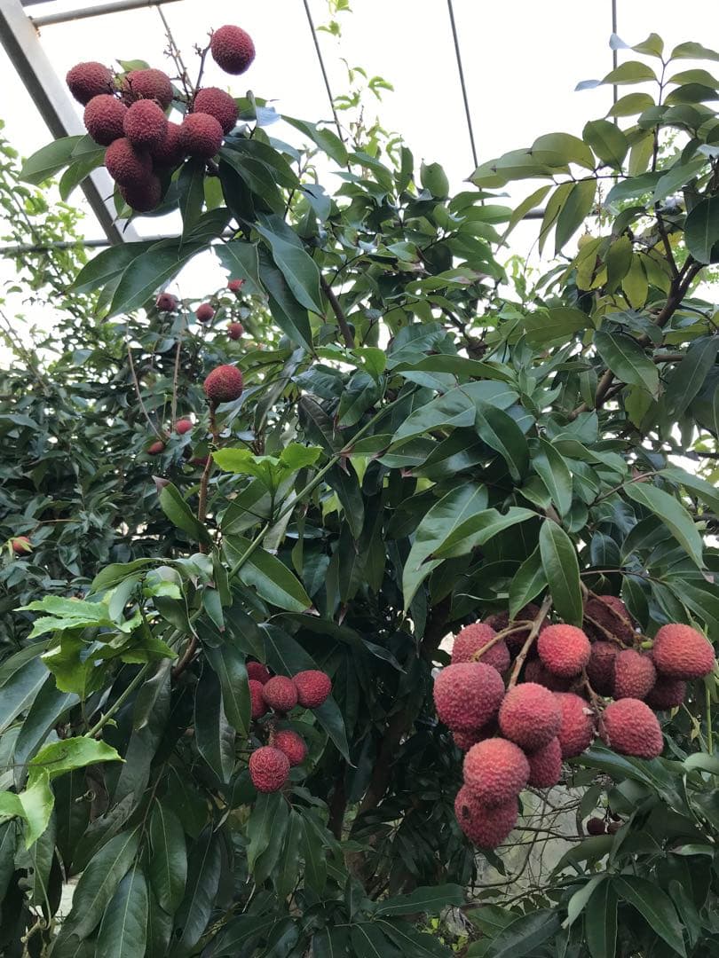 ライチ　玉荷包　取り木苗木　1株