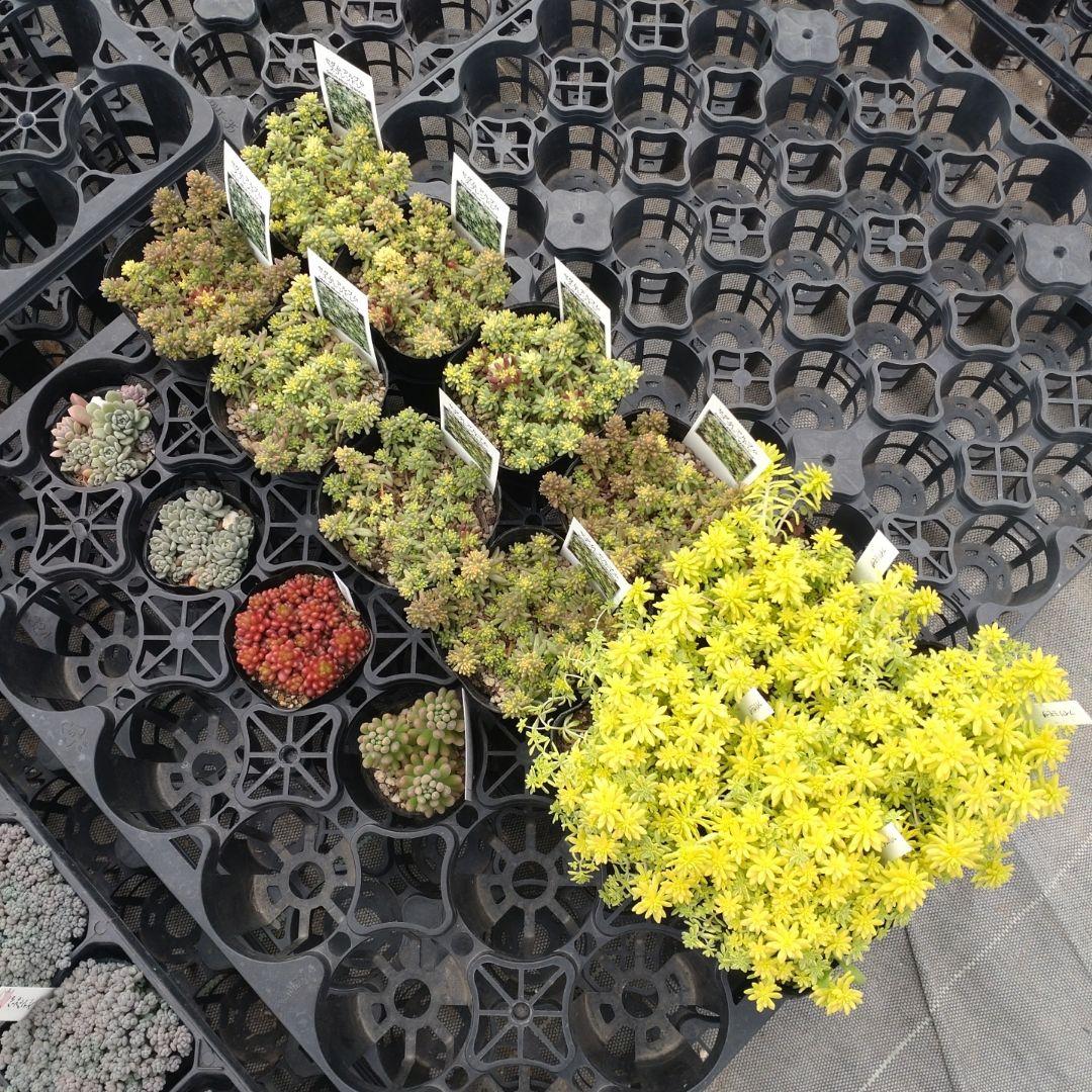 月曜発送 花さん専用