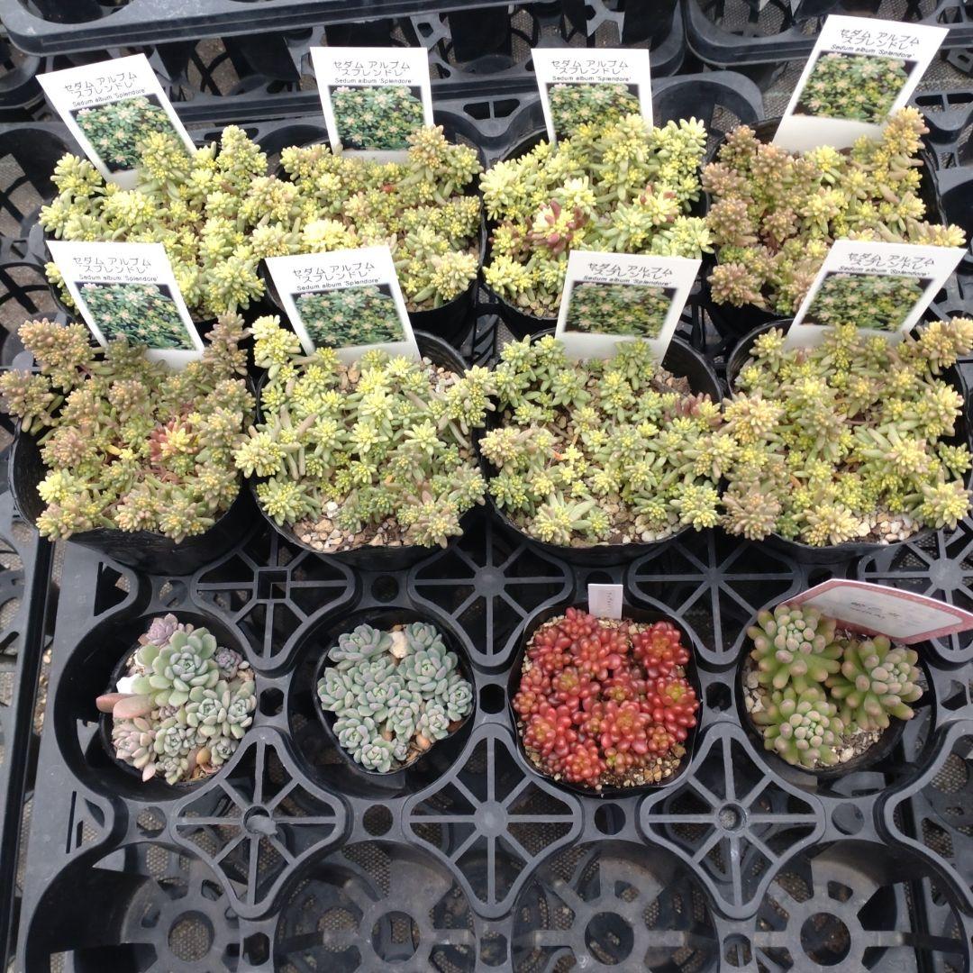 月曜発送 花さん専用