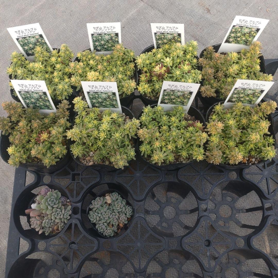 月曜発送 花さん専用