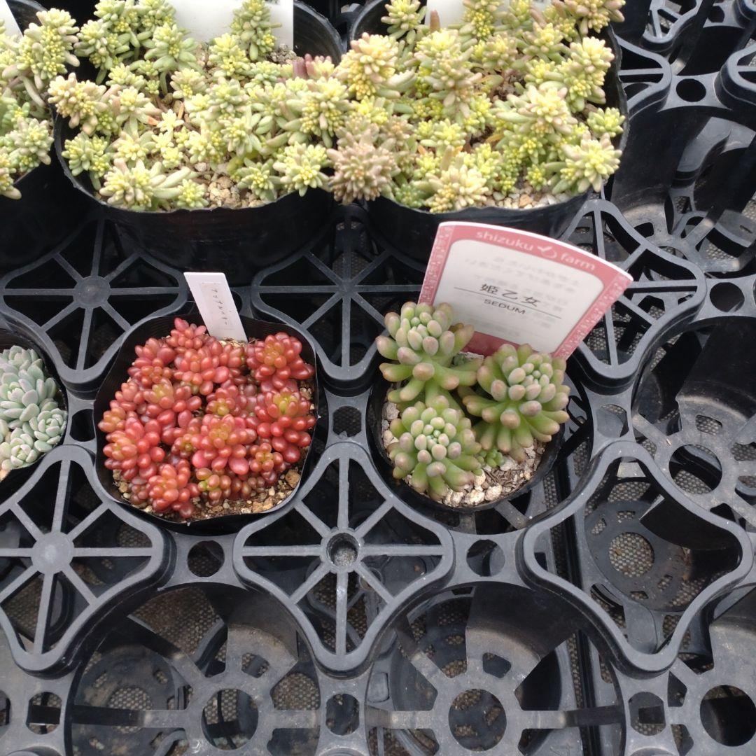 月曜発送 花さん専用