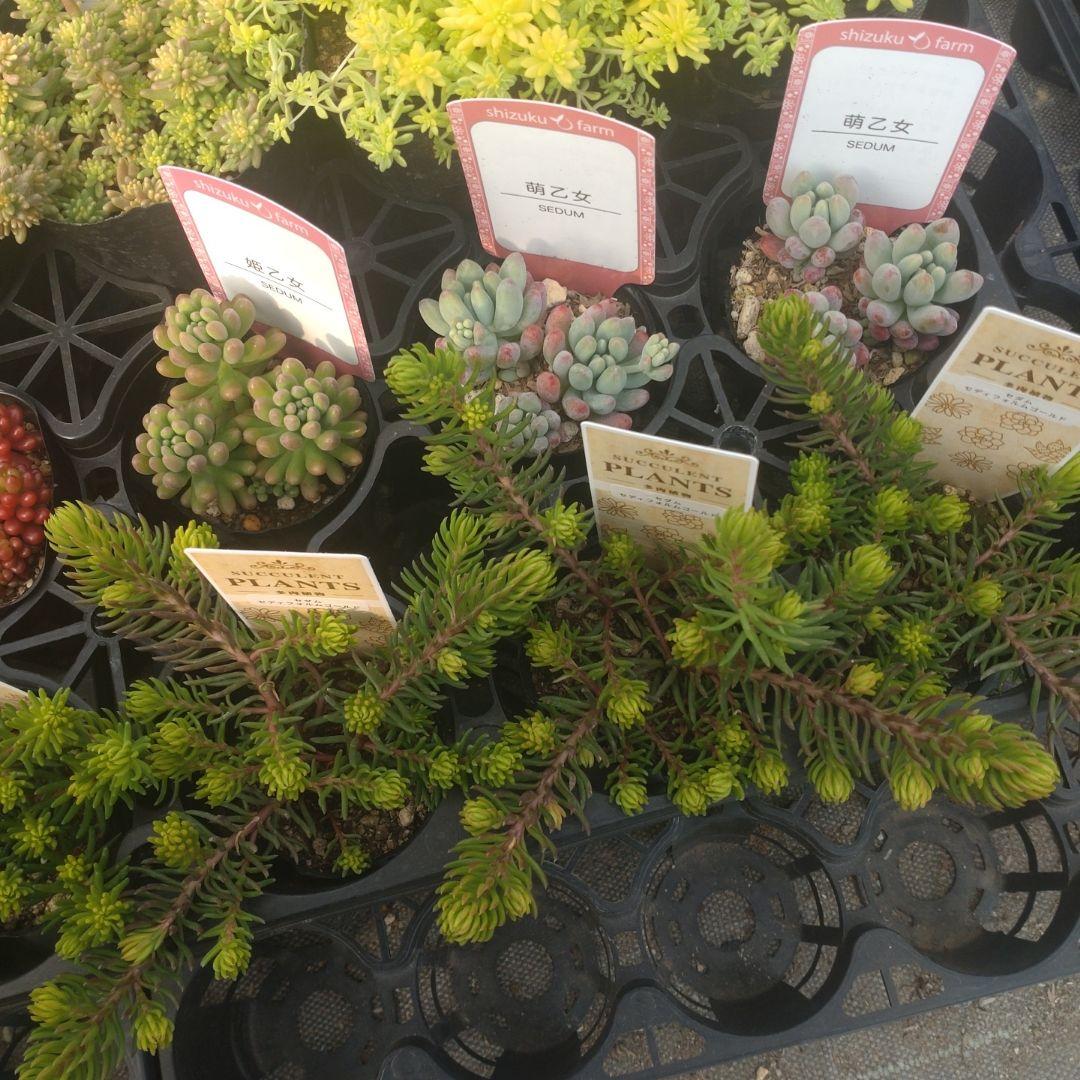 月曜発送 花さん専用