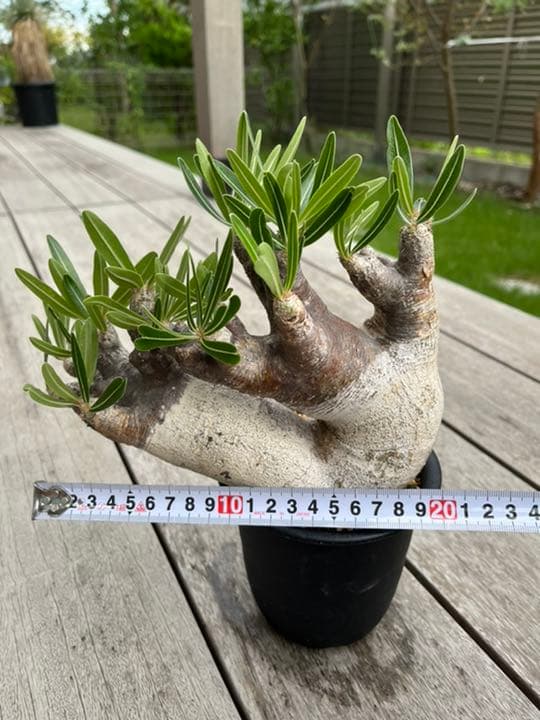 パキポディウム  イノピナツム