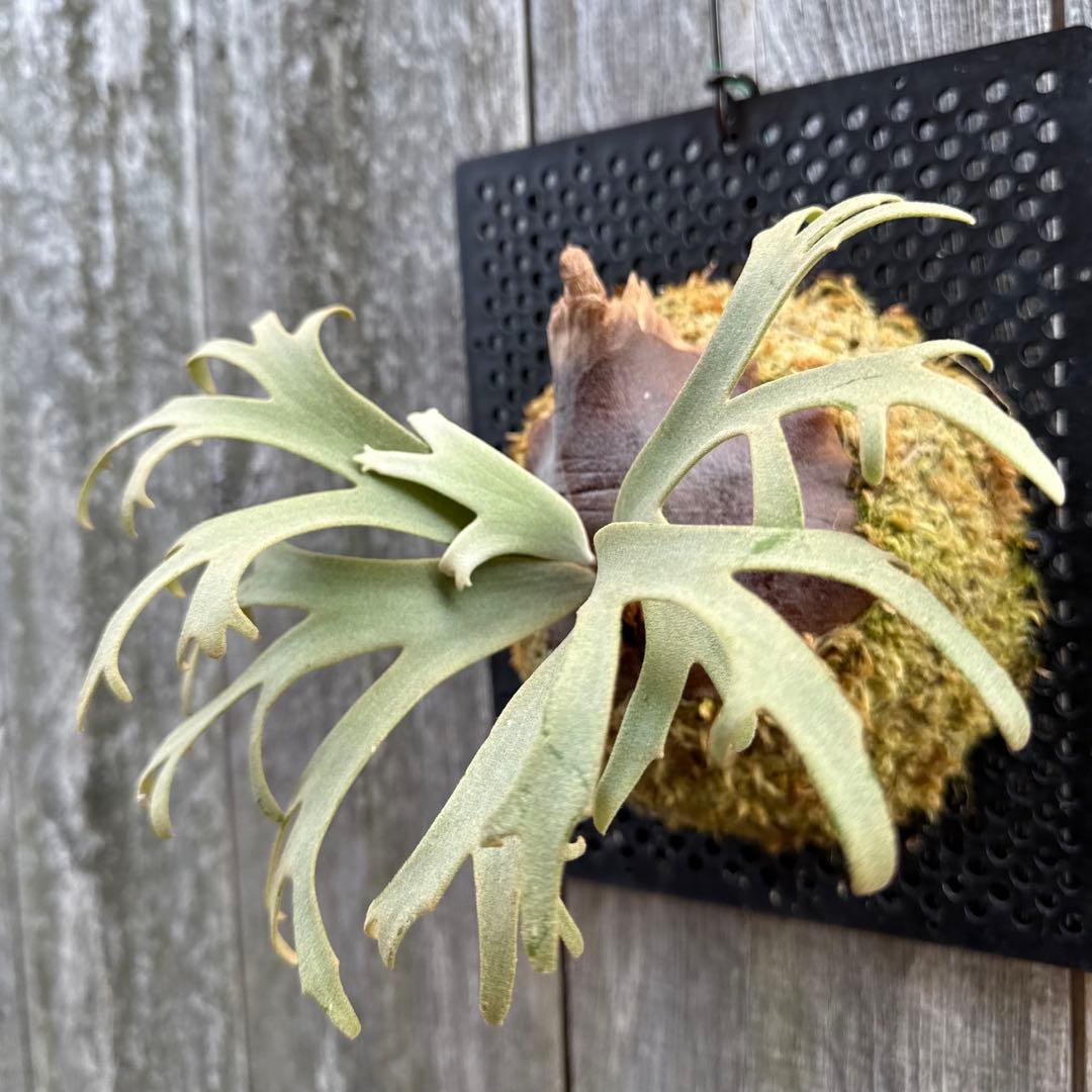 P. willinckii Jenny (pup) ビカクシダ