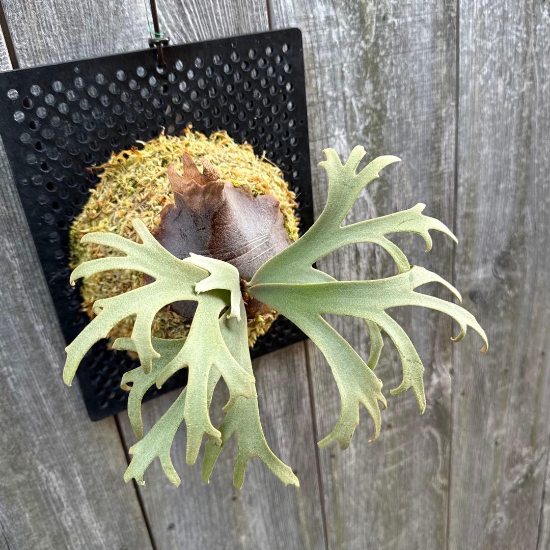 P. willinckii Jenny (pup) ビカクシダ