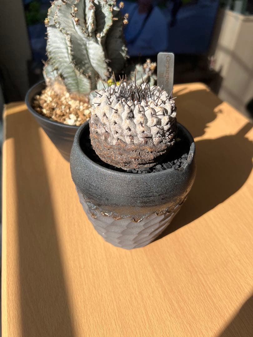 【美株】コピアポアシネレア　黒王丸